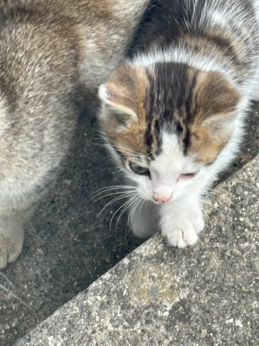 Kittens - Image 1