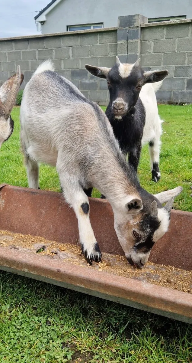 Pygmy Goats - Image 1