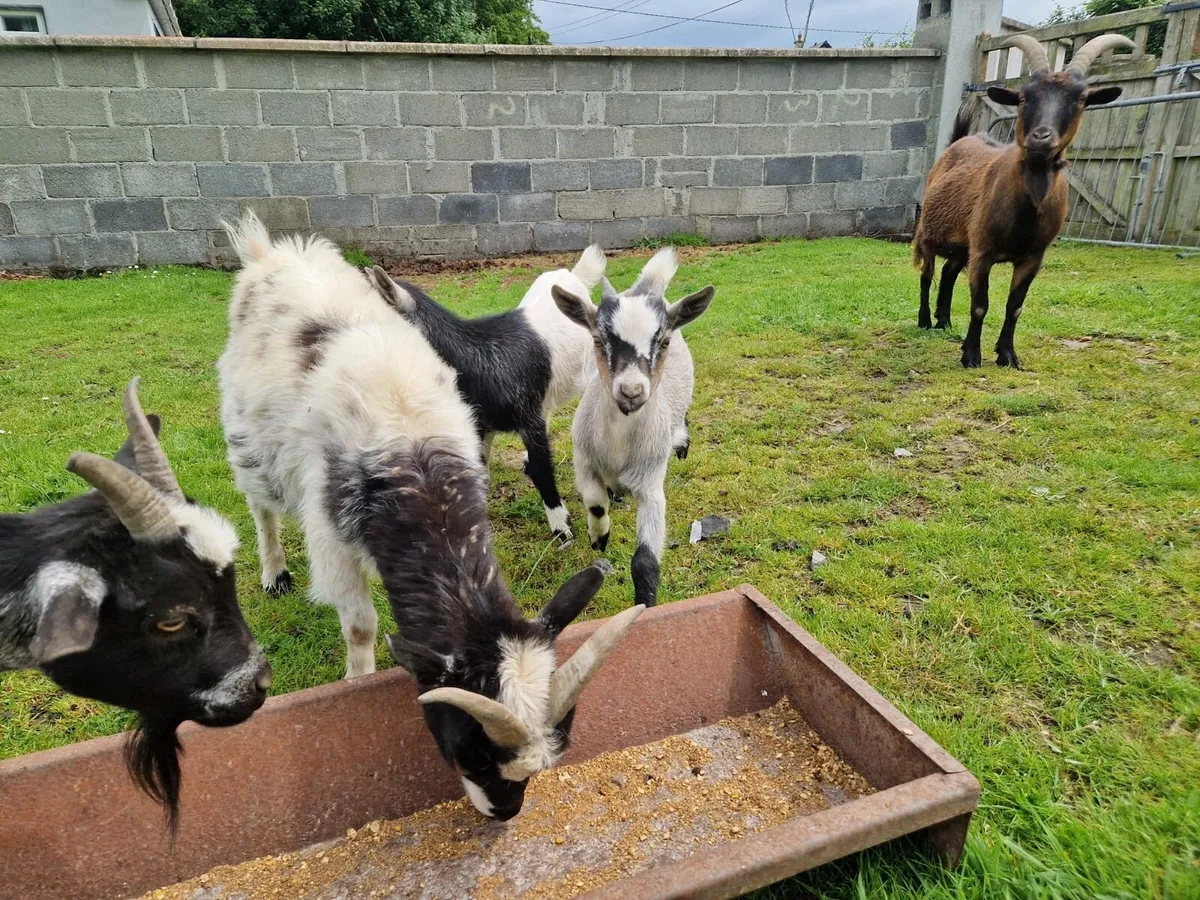 Pygmy Goats - Image 2