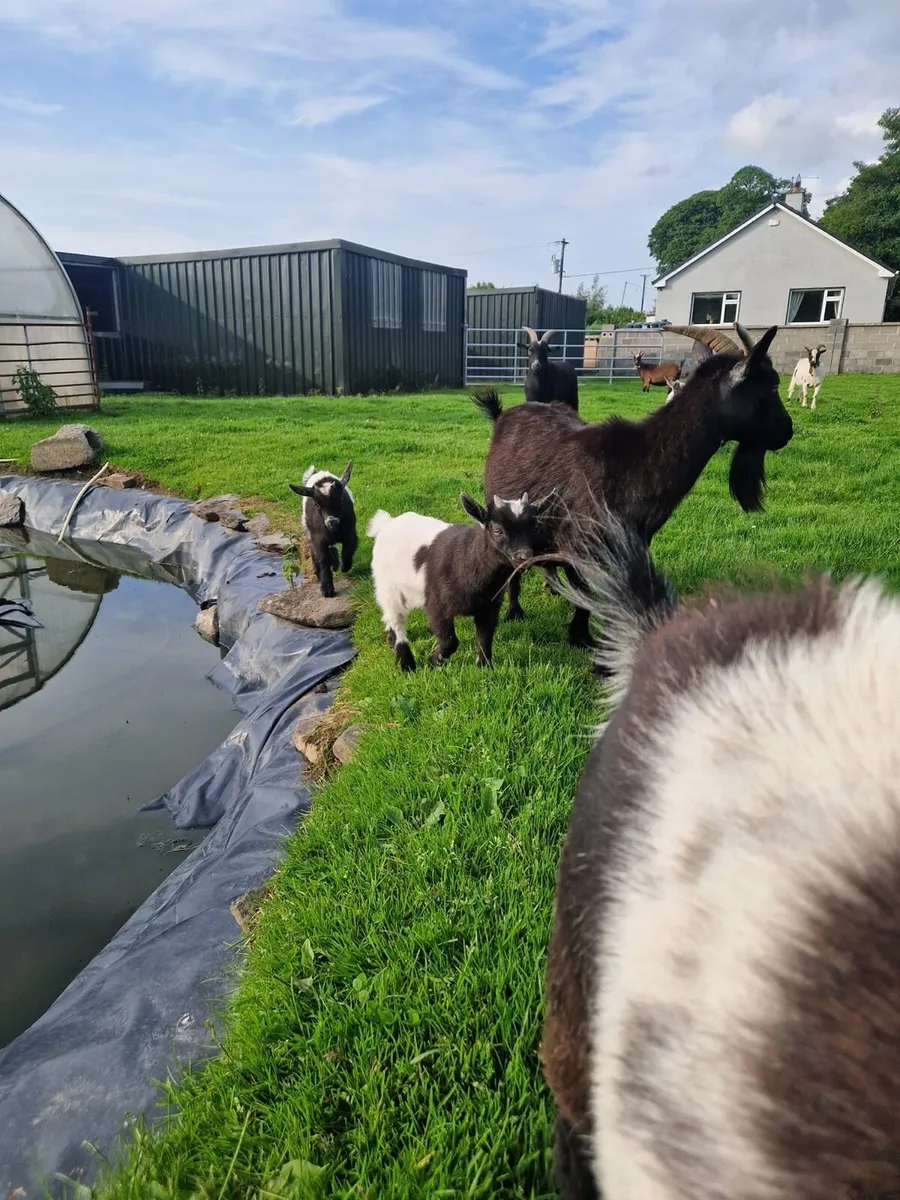 Pygmy Goats - Image 3