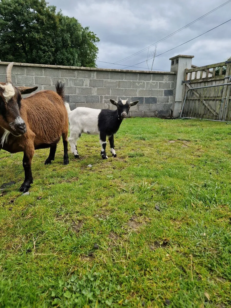 Pygmy Goats - Image 4