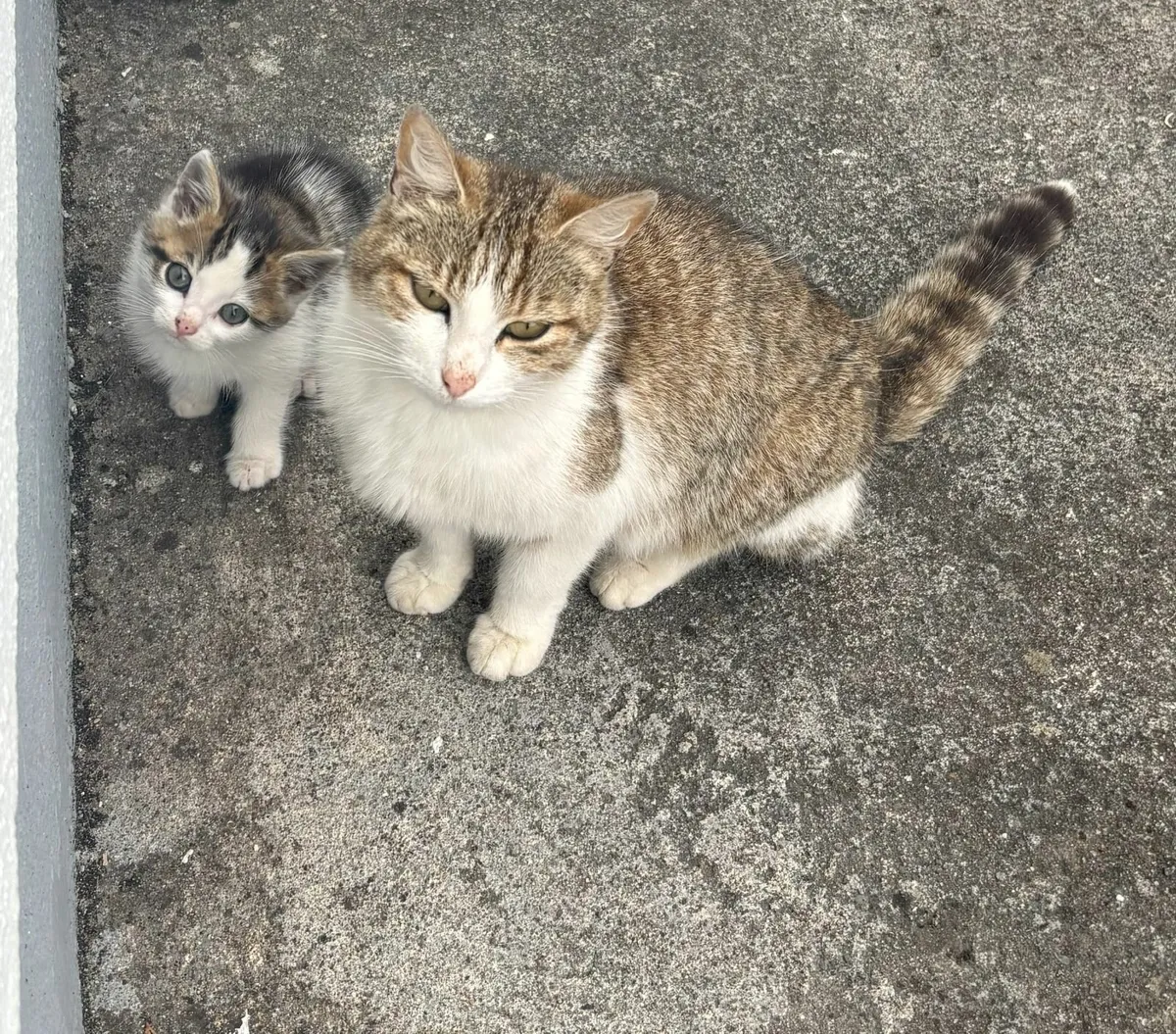 Kittens - Image 2