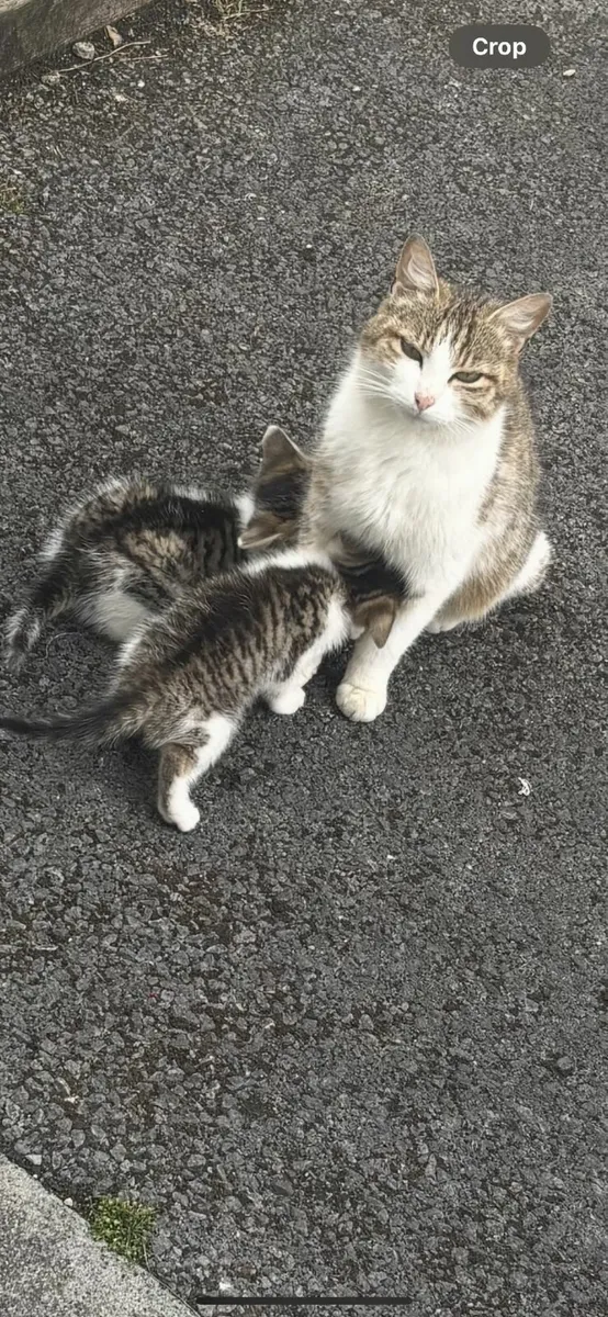 Kittens - Image 4