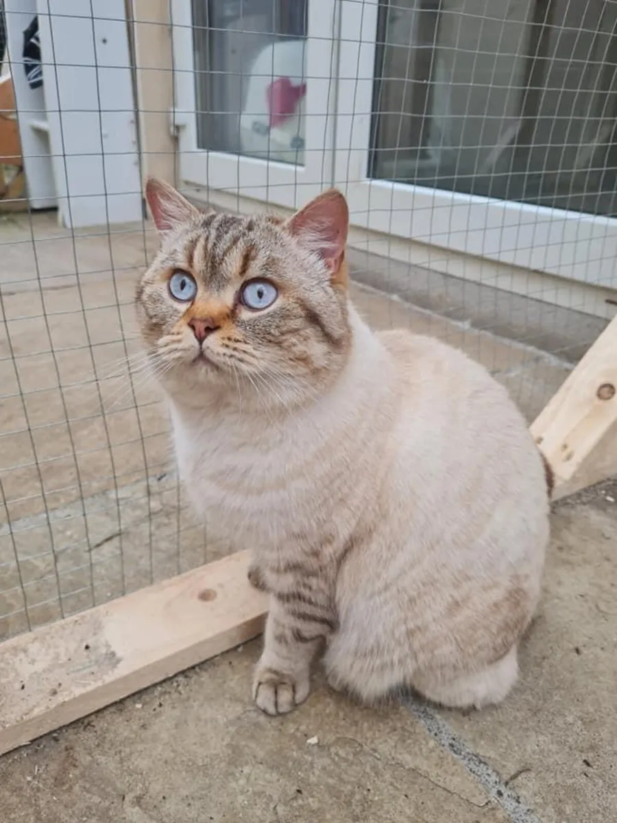 ✨🐱 GCCFI Registered British Shorthair Males 🐱✨ - Image 1