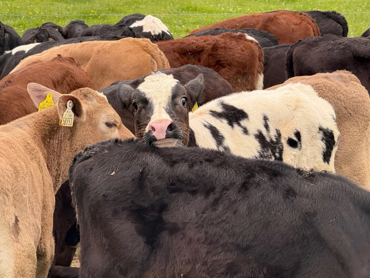 28 REARED CALVES ( HOMEBRED) - Image 4
