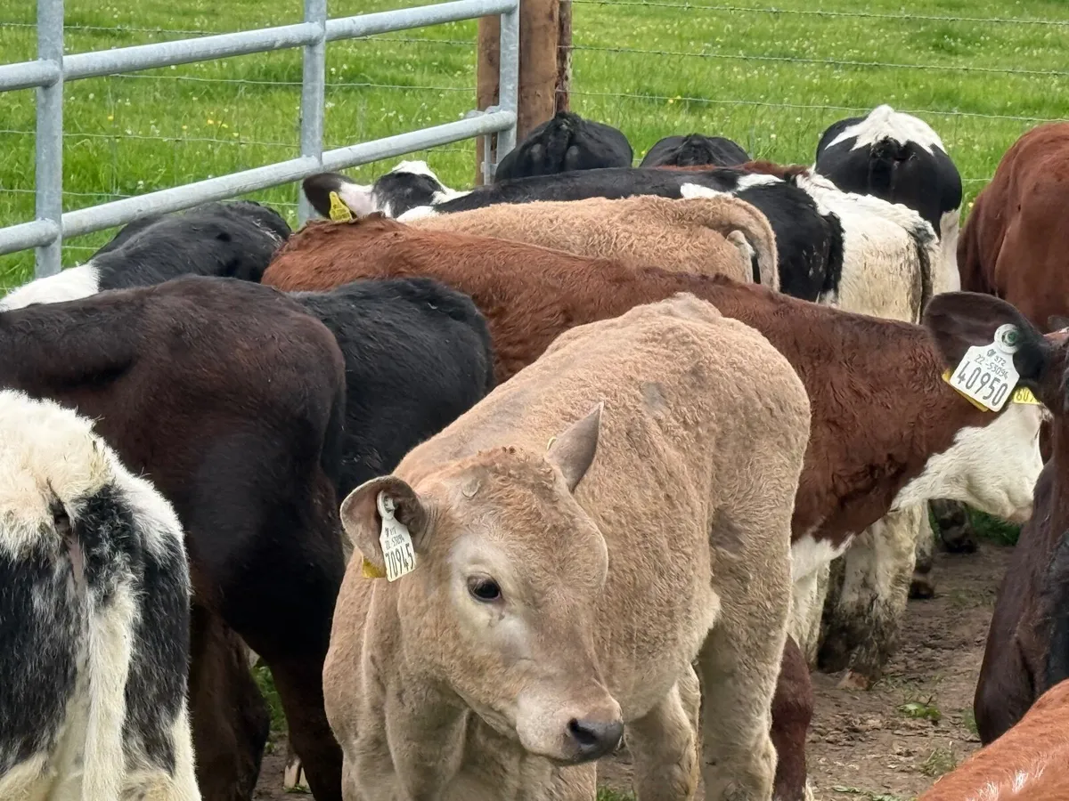 28 REARED CALVES ( HOMEBRED) - Image 1