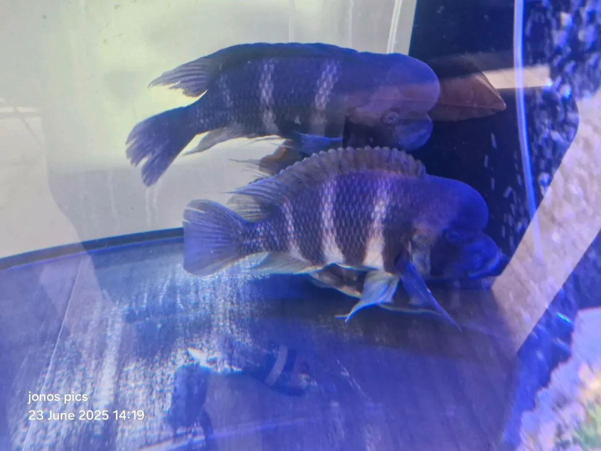 Fish - Image 2