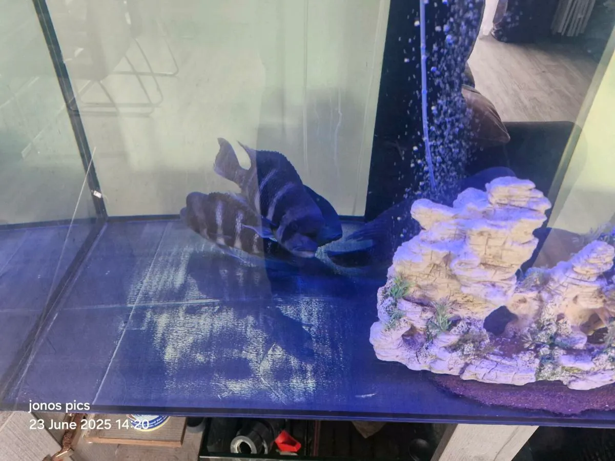 Fish - Image 3