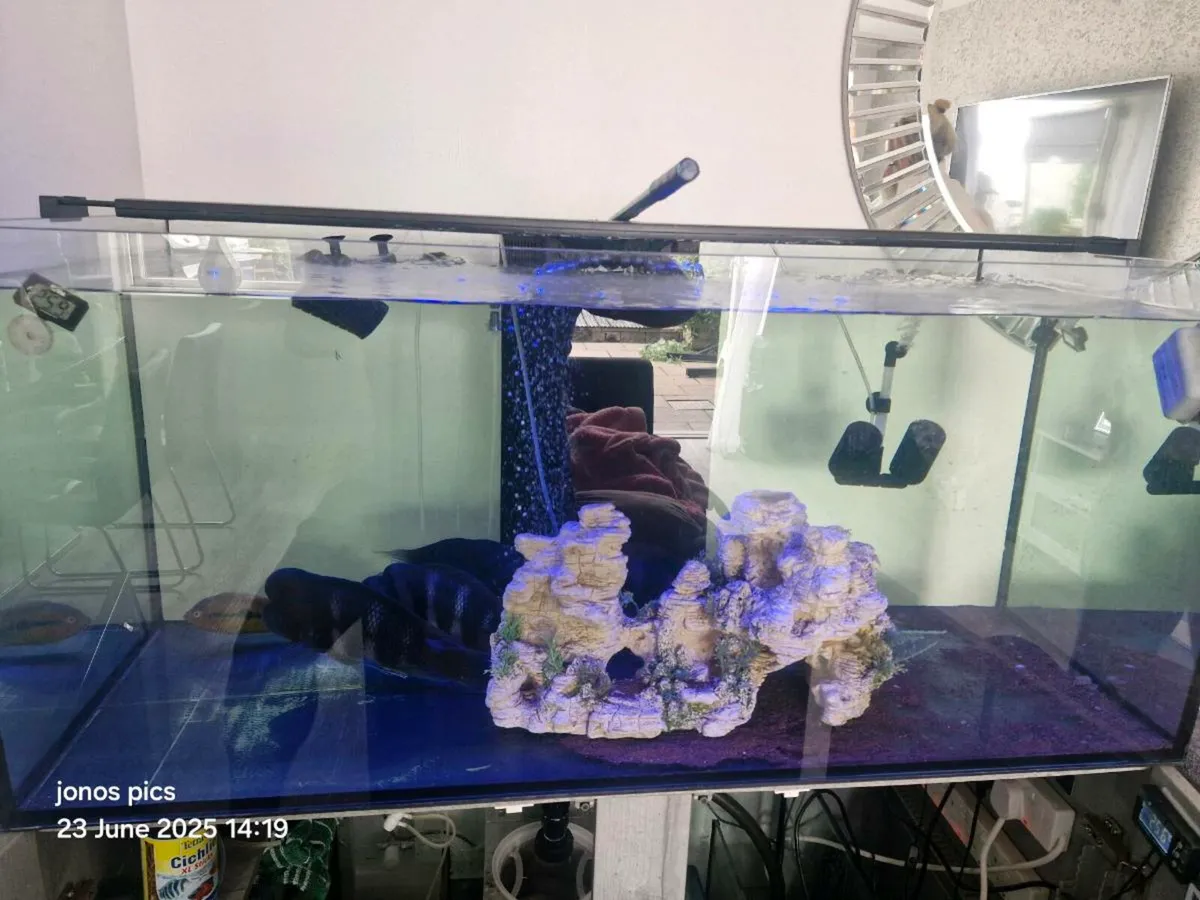 Fish tank for sale with sump and accessories - Image 2