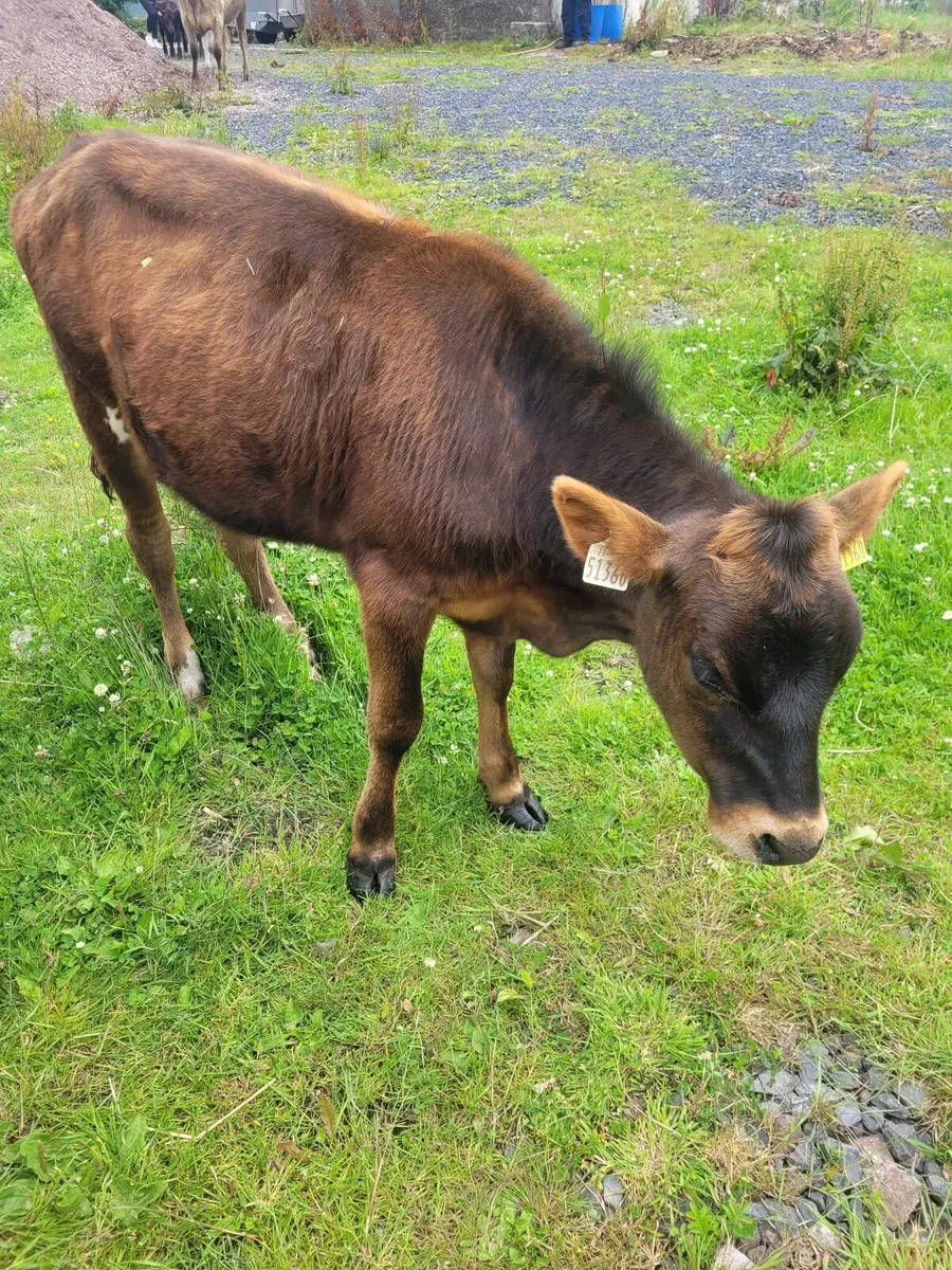 Cattle - Image 1