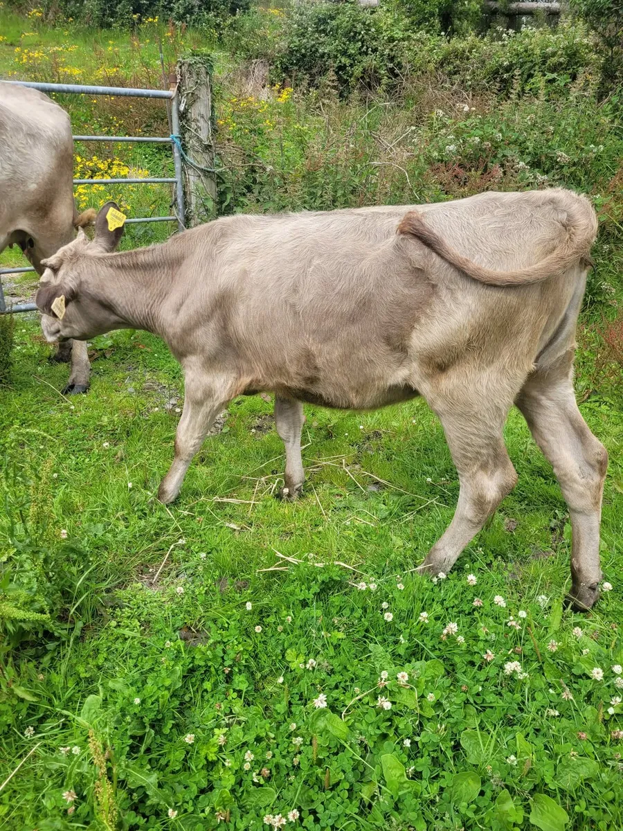 Cattle - Image 3