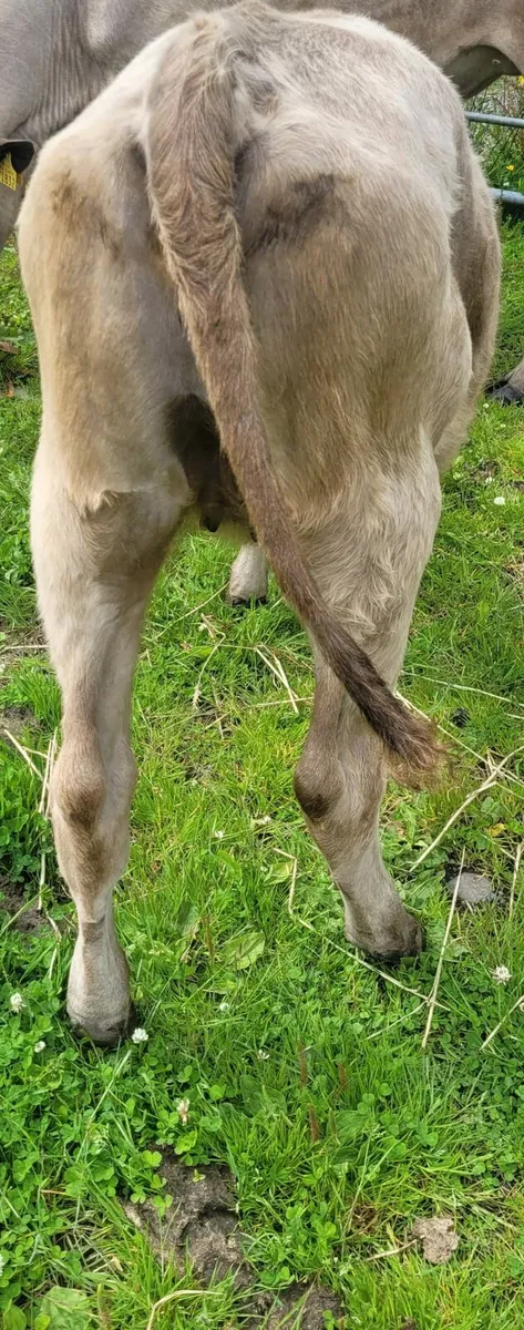 Cattle - Image 4