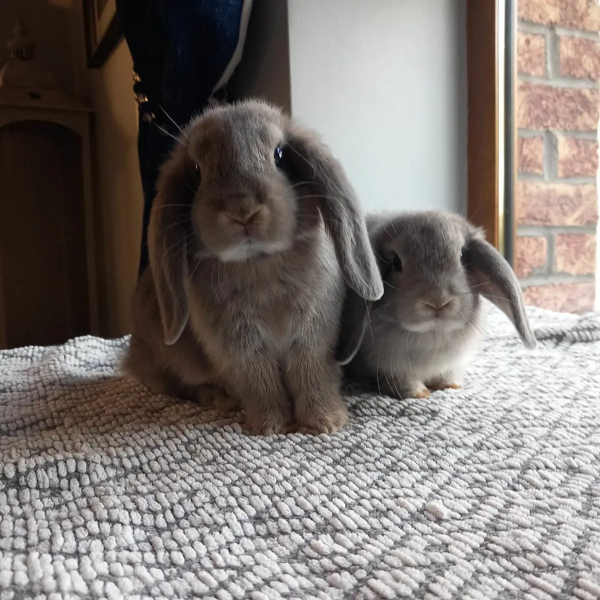 Mini-Lop Rabbits - Image 1