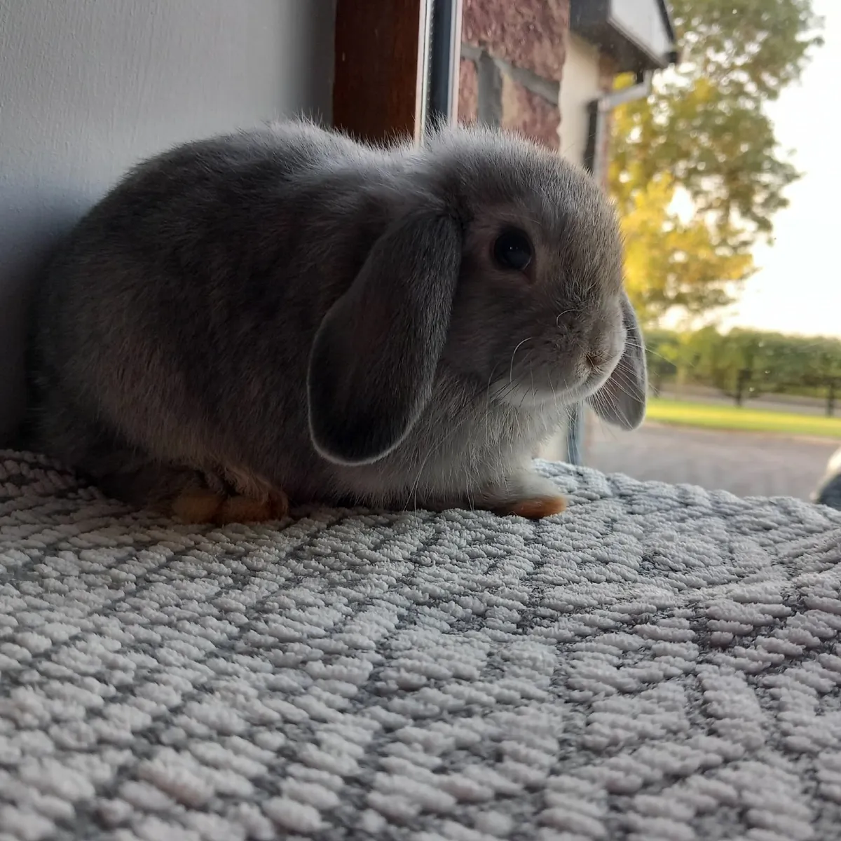 Mini-Lop Rabbits - Image 2