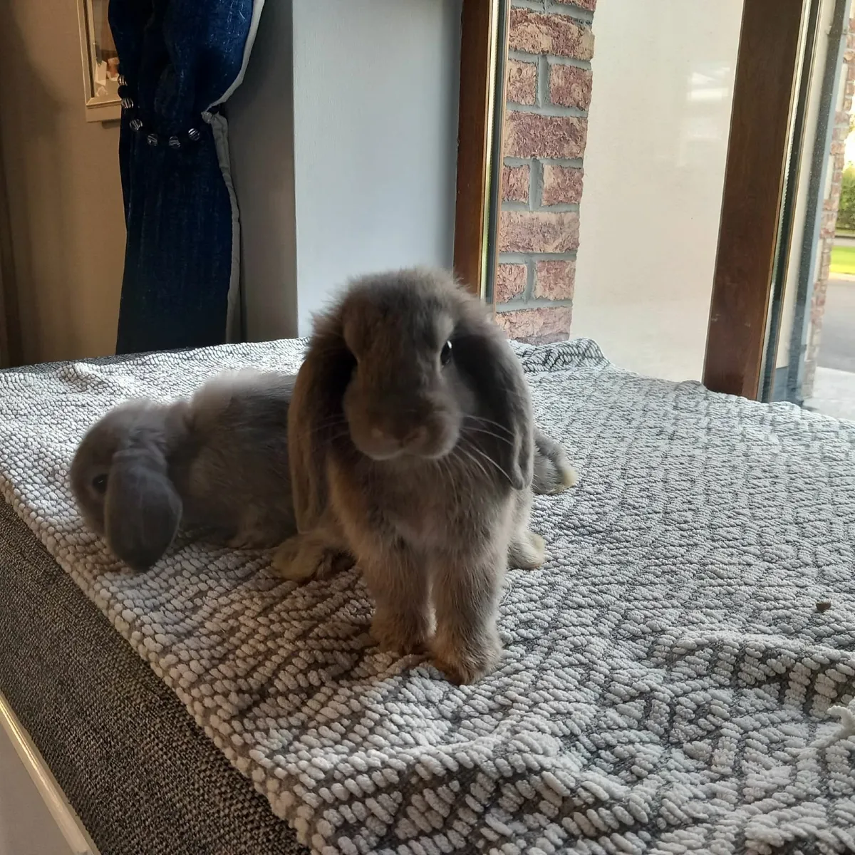 Mini-Lop Rabbits - Image 3