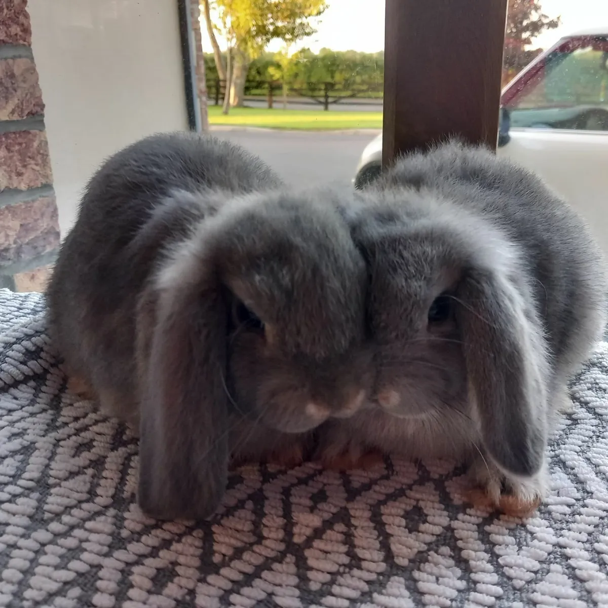 Mini-Lop Rabbits - Image 4