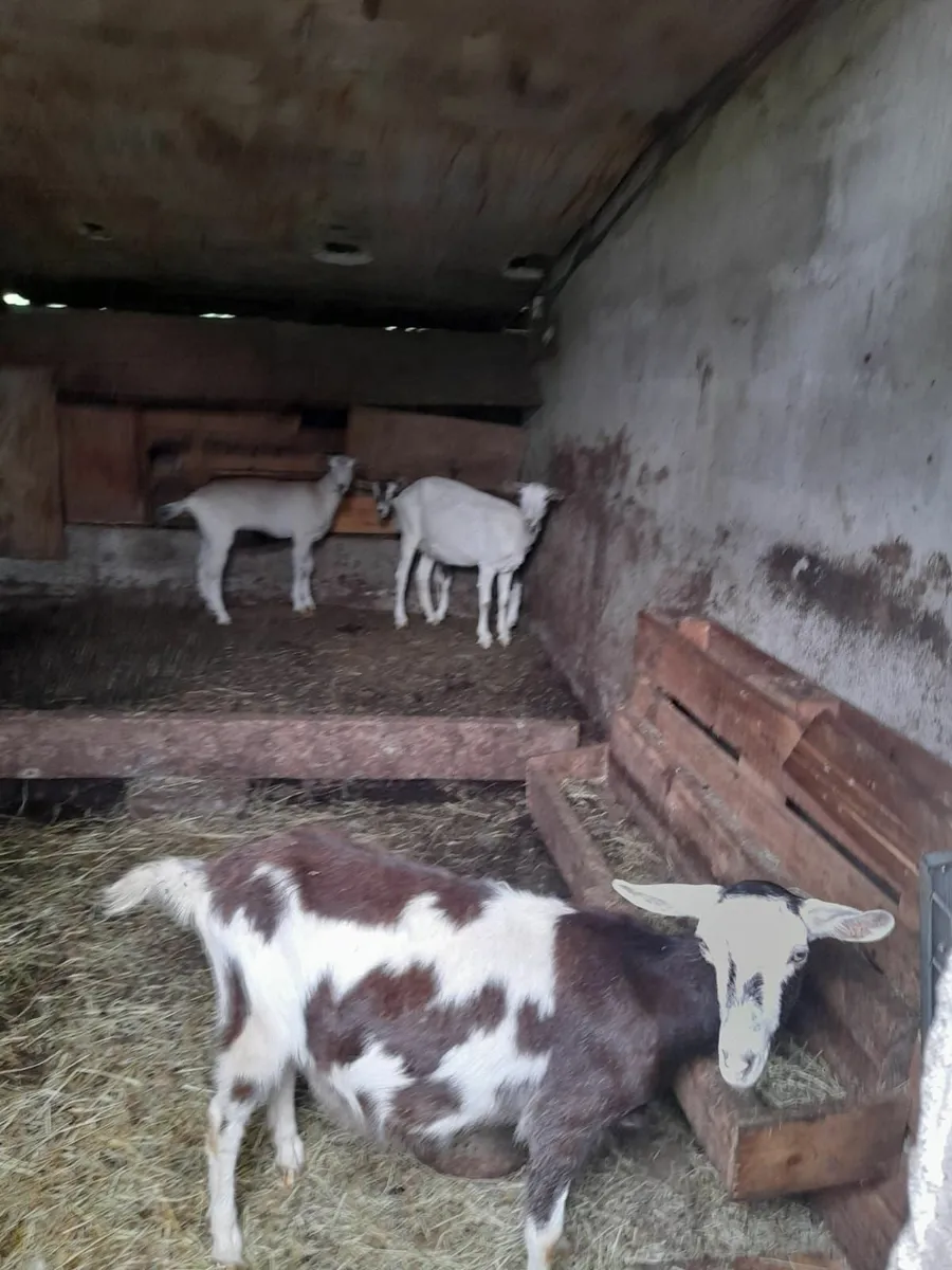 Goats - Image 2