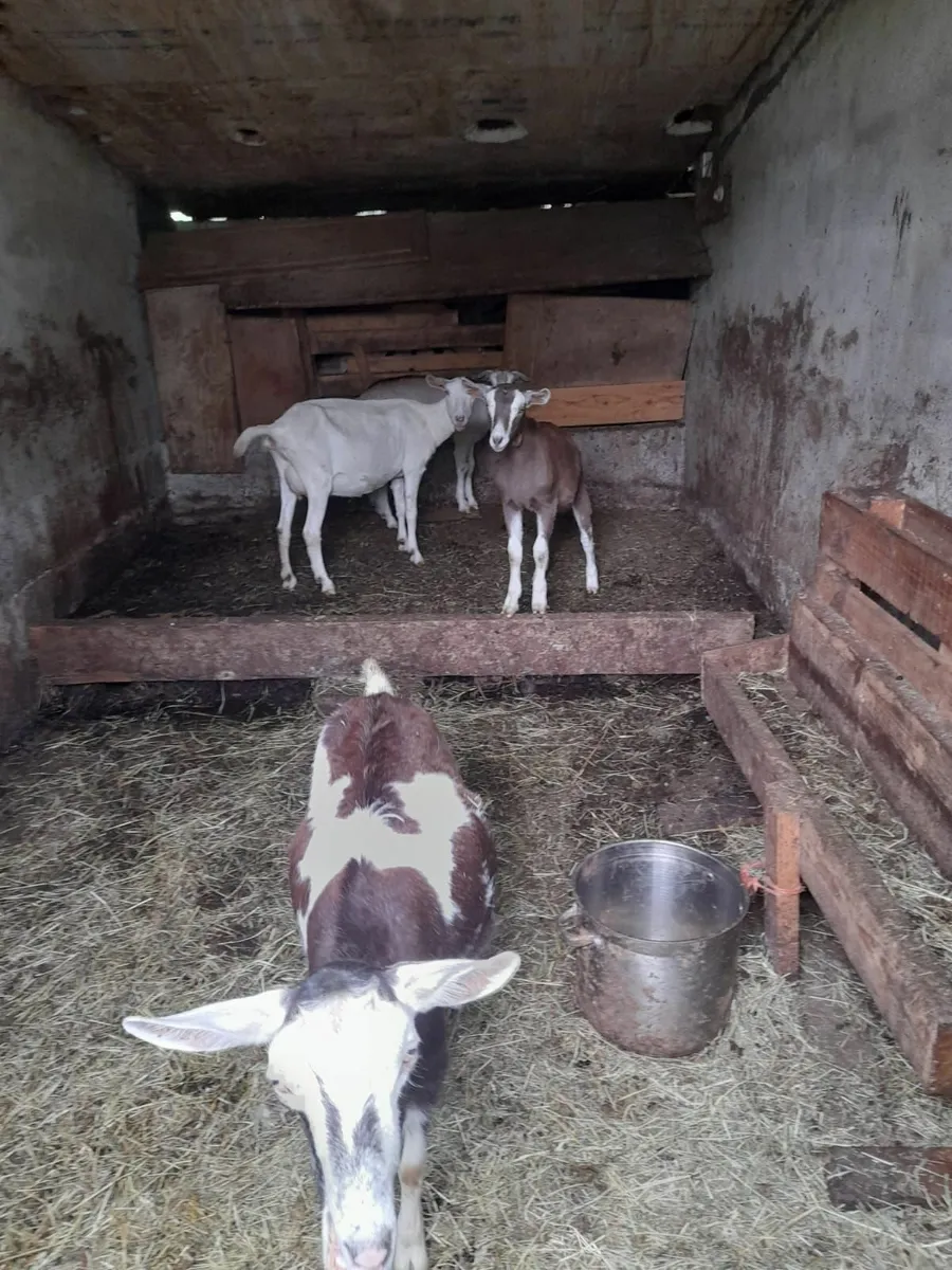 Goats - Image 3