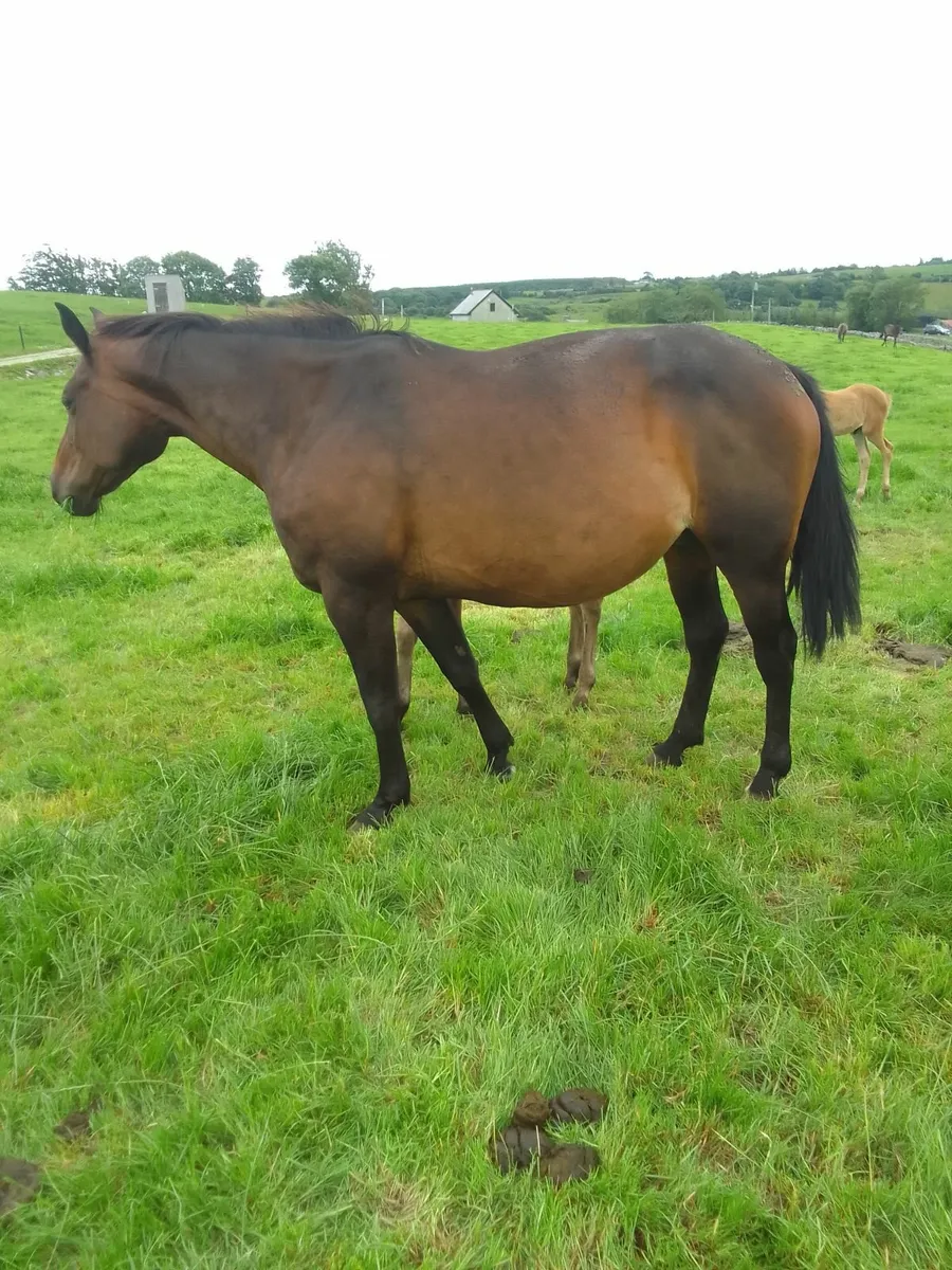 Ish mare - Image 1