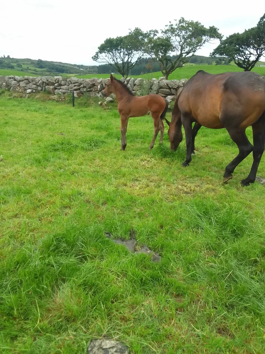 Ish mare - Image 2