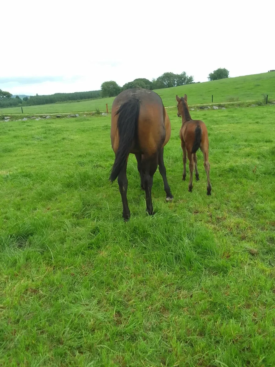 Ish mare - Image 3