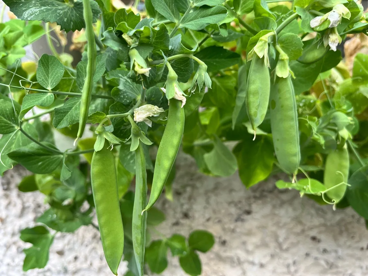 Two Pea 🫛 plants together €5 - Image 1