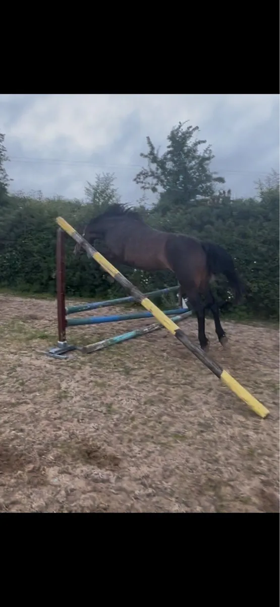 4 yo unbroken mare by WRS Handsome Paddy - Image 1