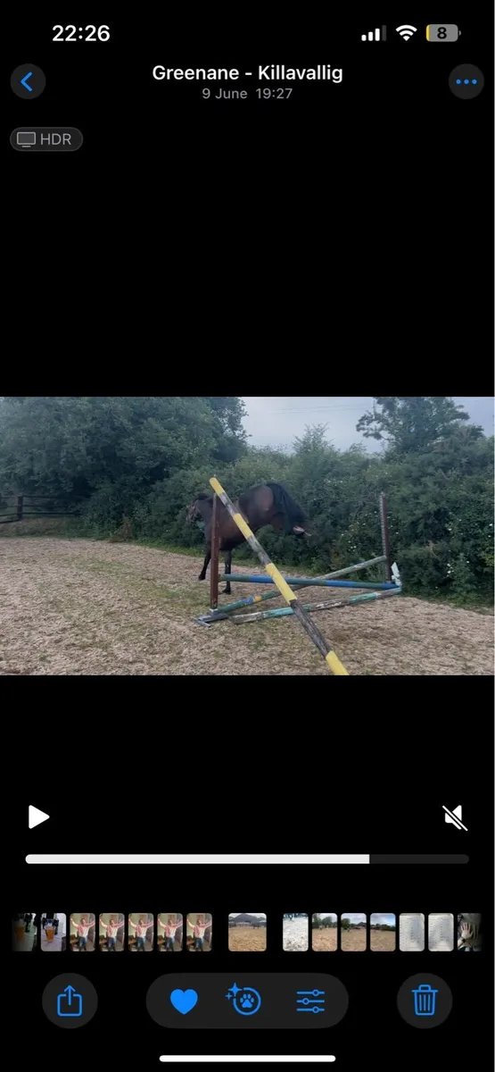 4 yo unbroken mare by WRS Handsome Paddy - Image 2