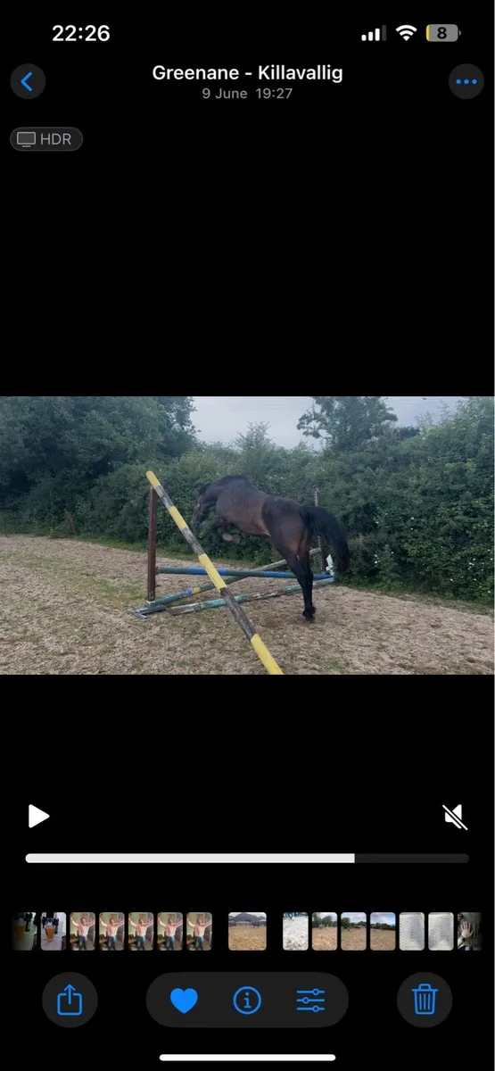 4 yo unbroken mare by WRS Handsome Paddy - Image 3