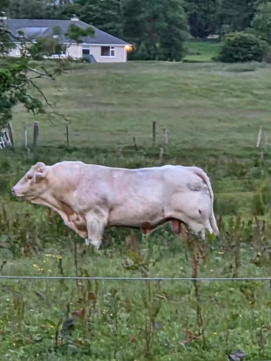 Charolais Bull - Image 1