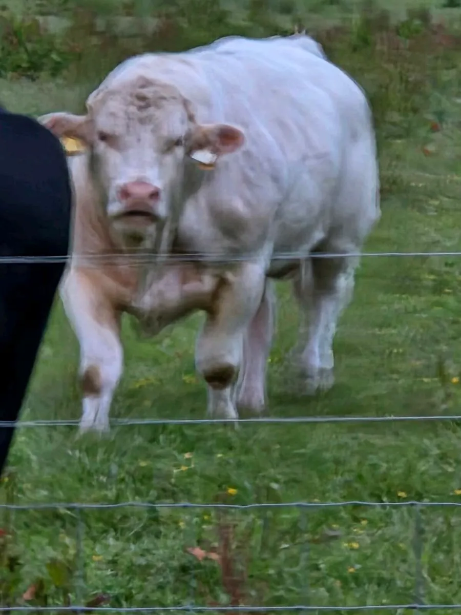 Charolais Bull - Image 2