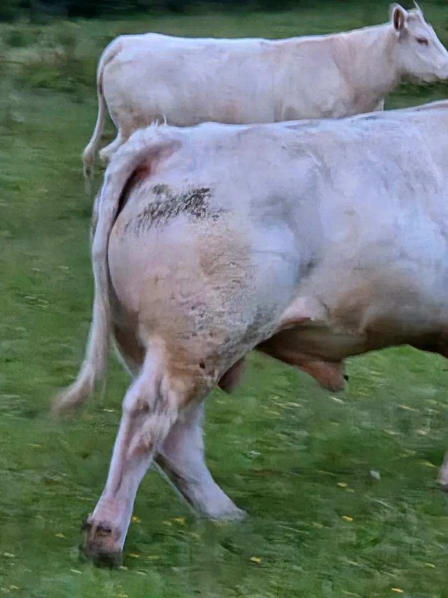 Charolais Bull - Image 3