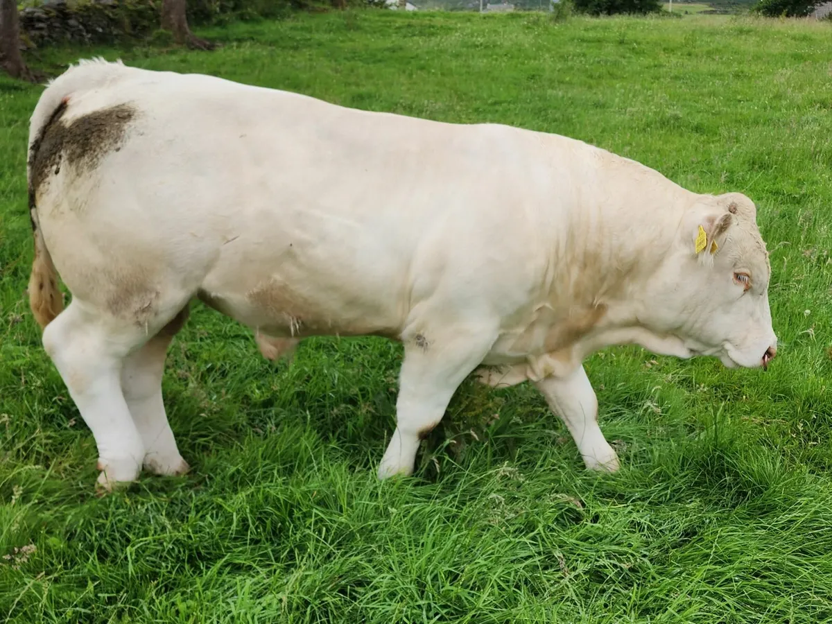 Charolais Bull - Image 3