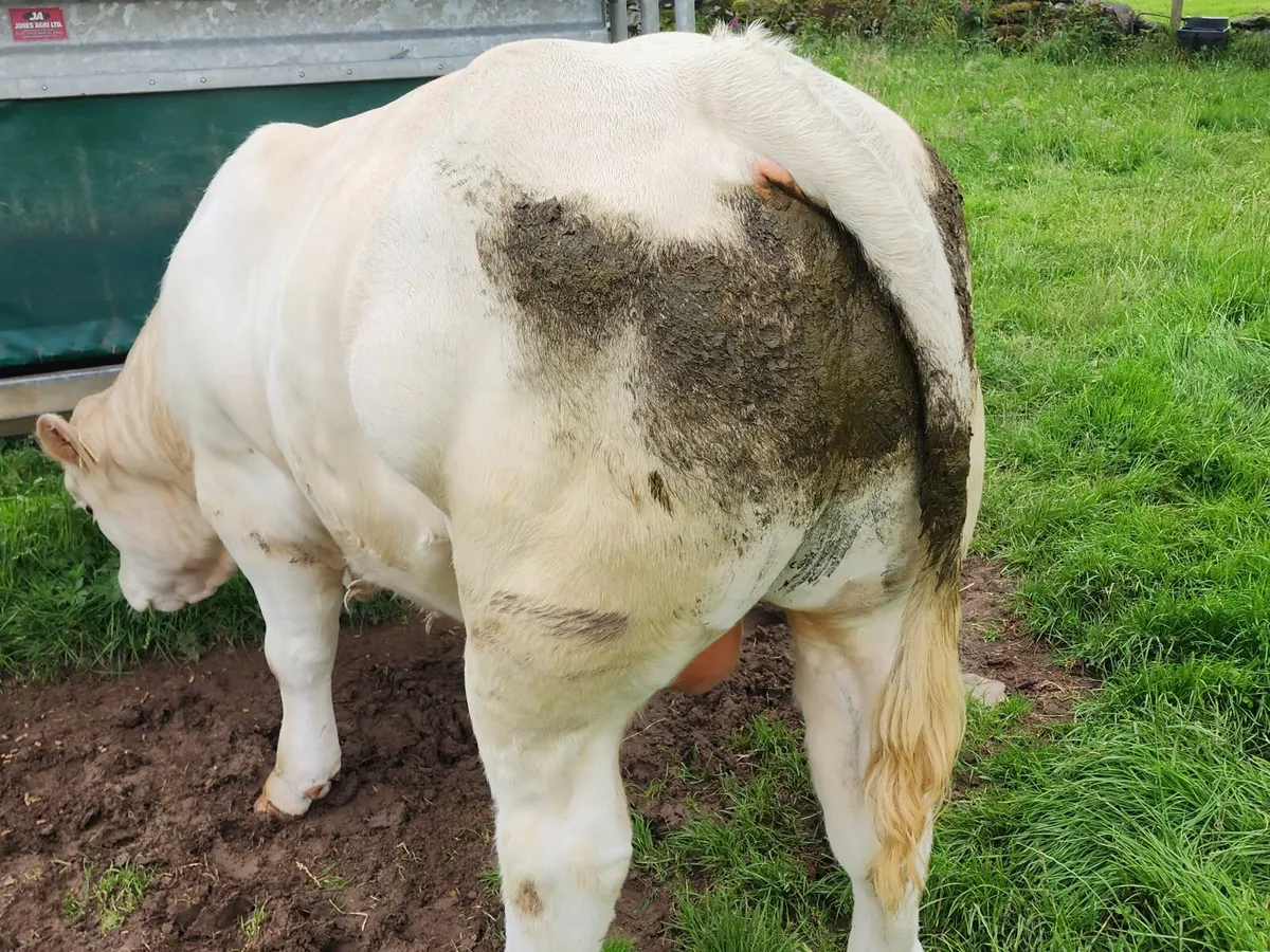 Charolais Bull - Image 4