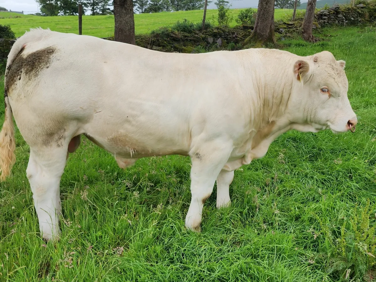 Charolais Bull - Image 2