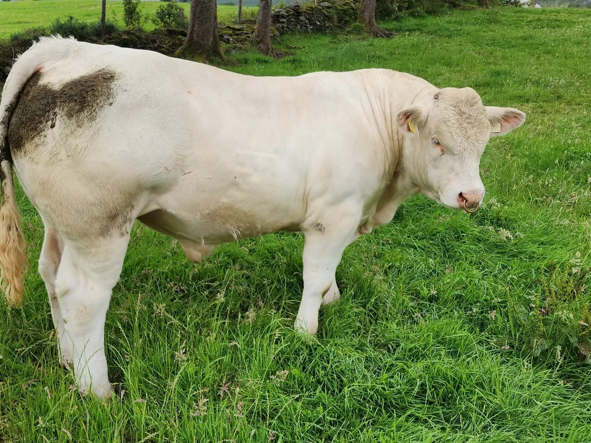 Charolais Bull - Image 1