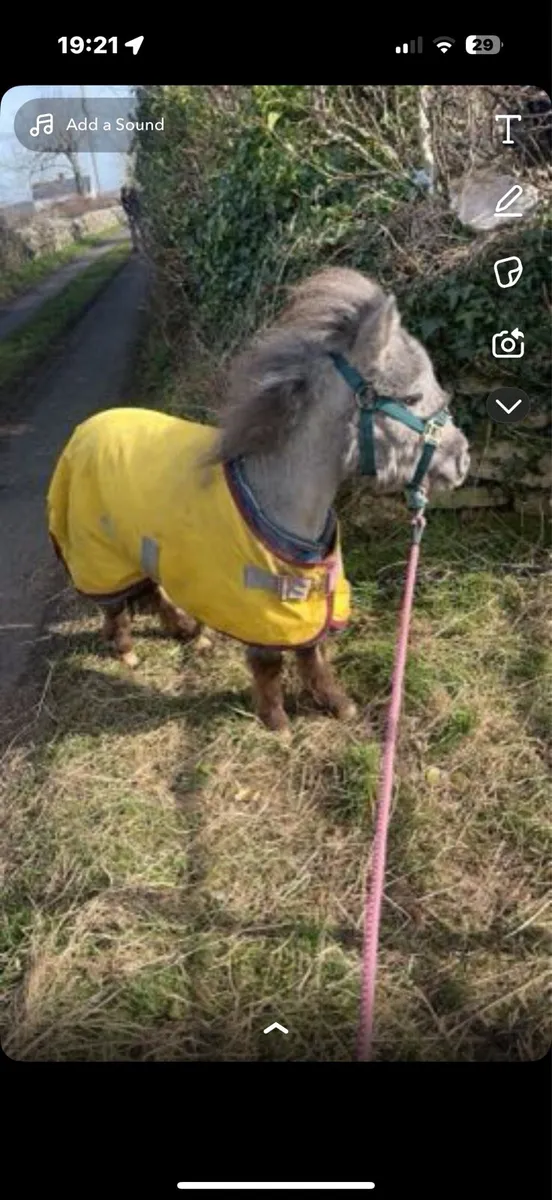 Miniature colt - Image 1