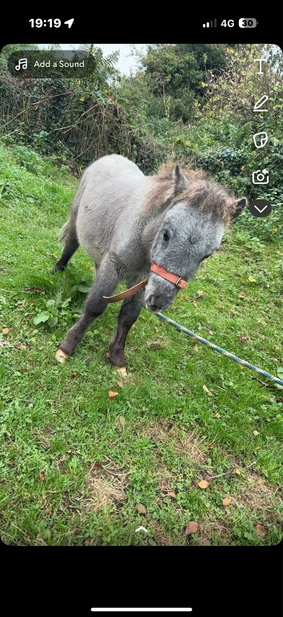Miniature colt - Image 3