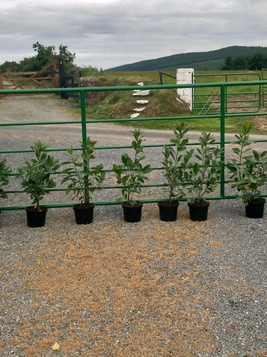 Hedging - Image 4