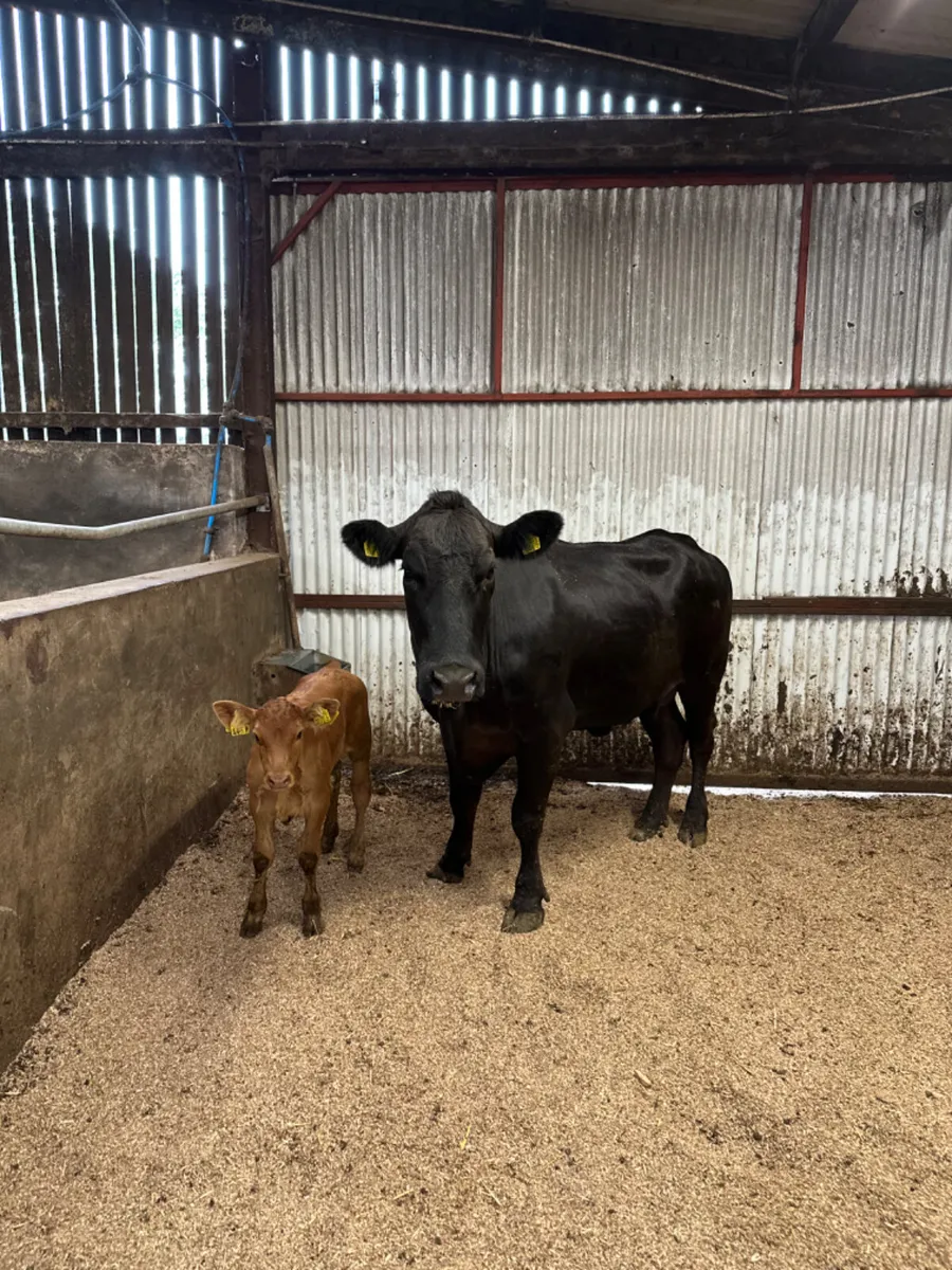 Lim heifer and calve - Image 3
