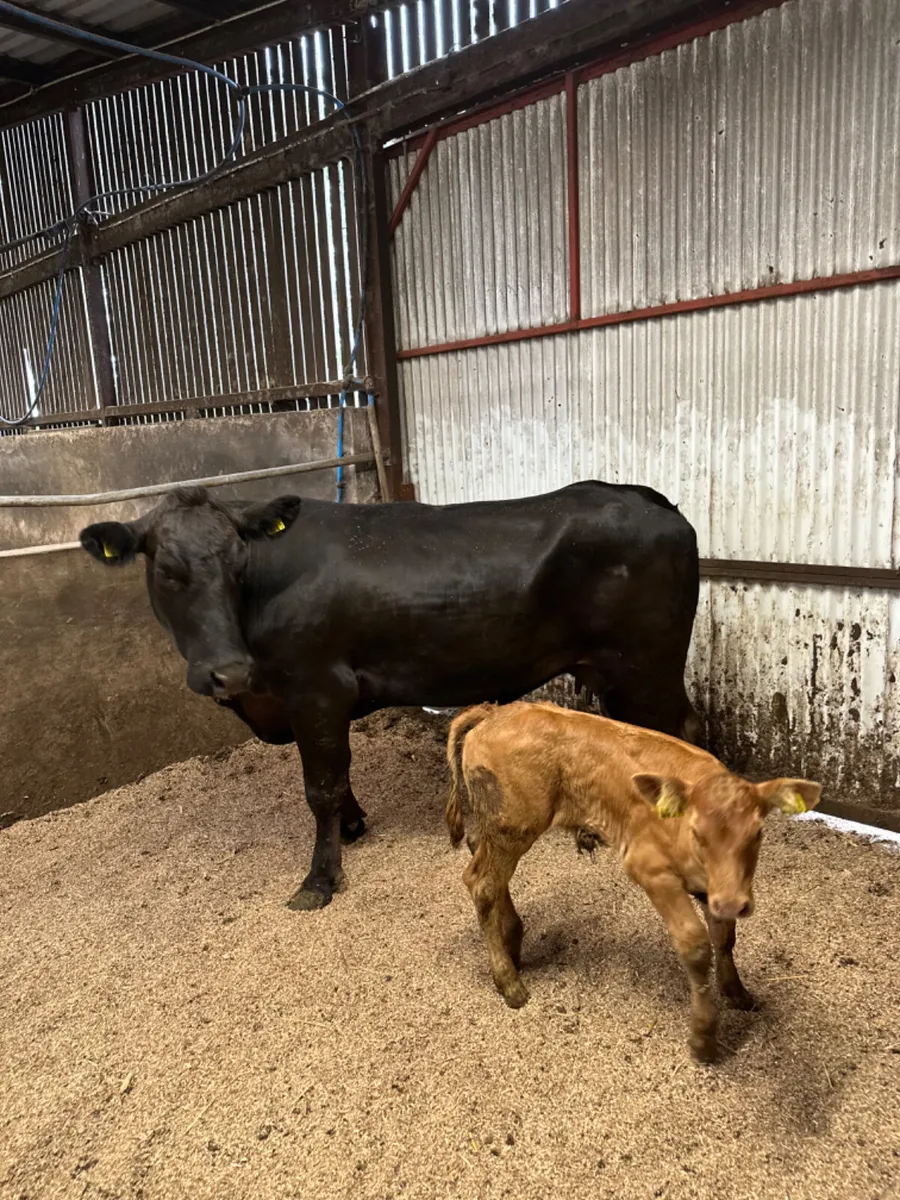 Lim heifer and calve - Image 4