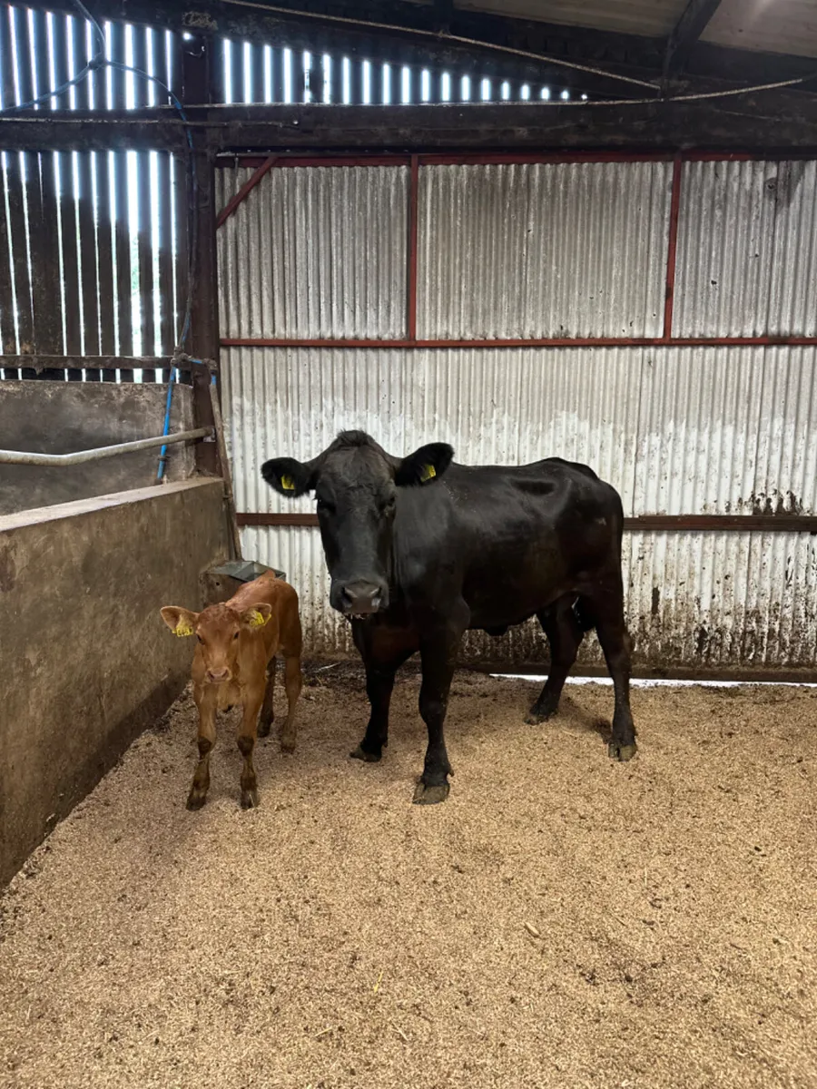 Lim heifer and calve - Image 2
