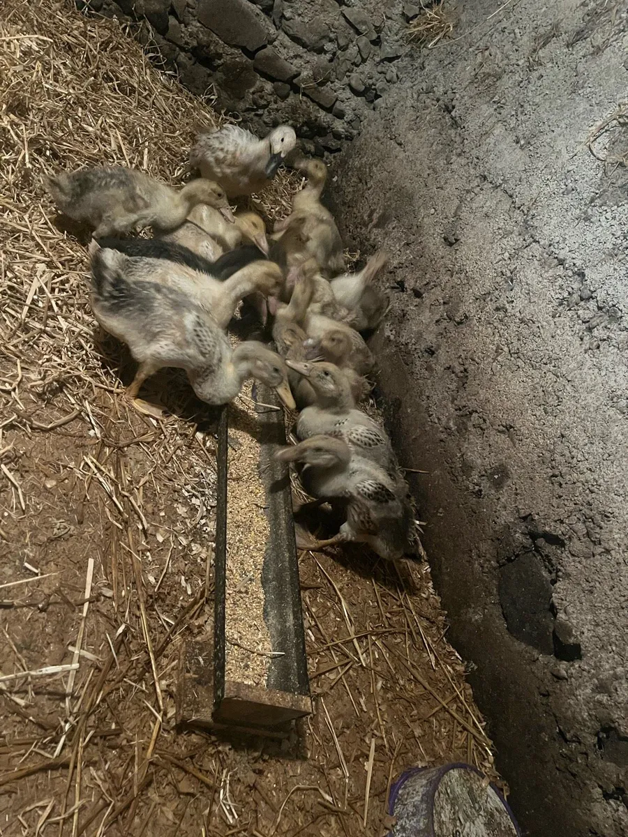 Kaki pair&Purebred welsh harliquin Ducklings - Image 2