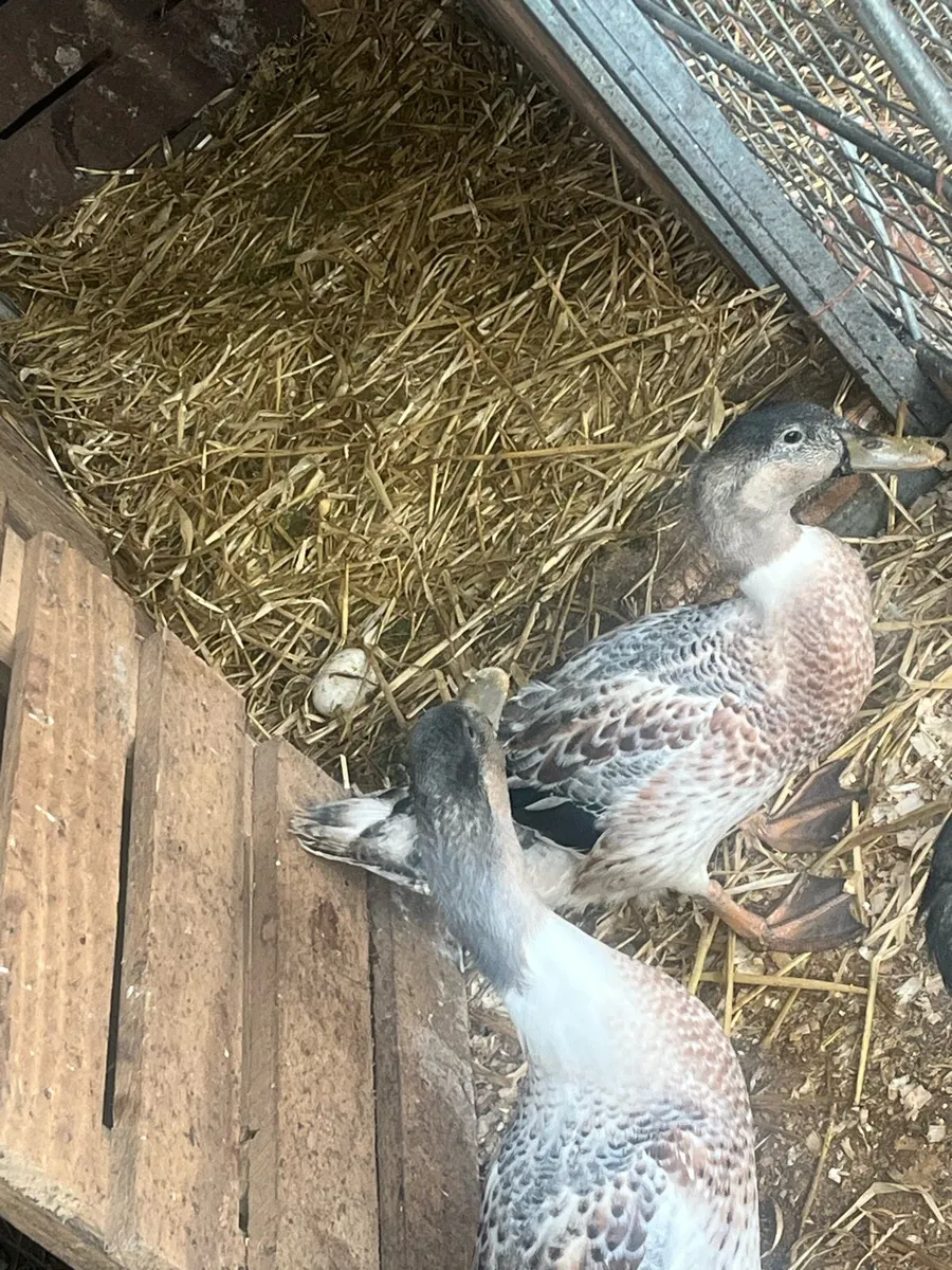 Kaki pair&Purebred welsh harliquin Ducklings - Image 3