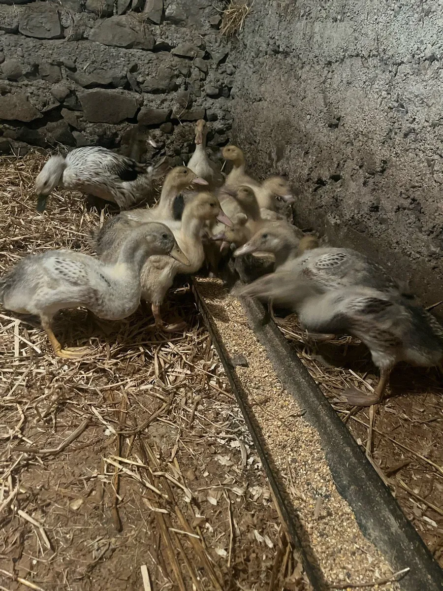 Ducklings  and pair of ducks - Image 1