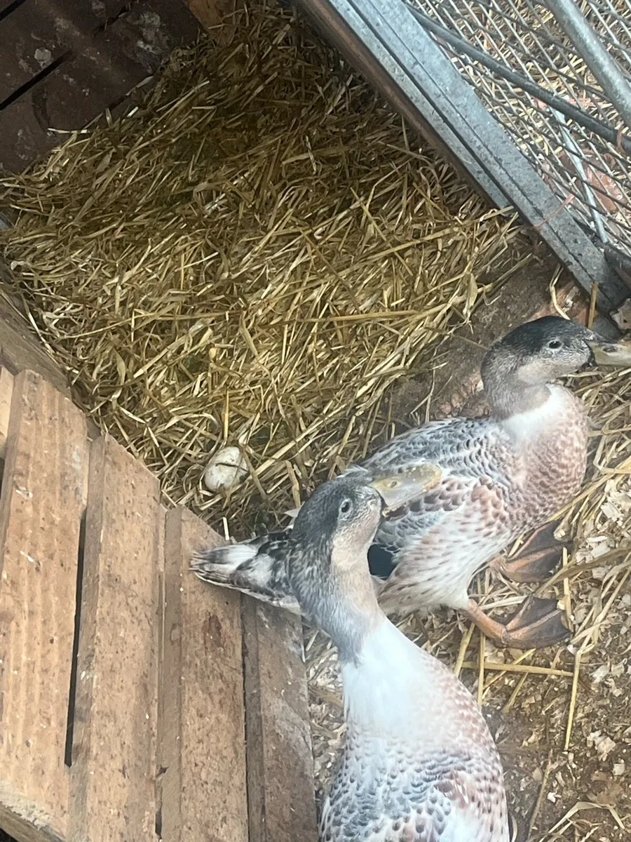 Ducklings  and pair of ducks - Image 3