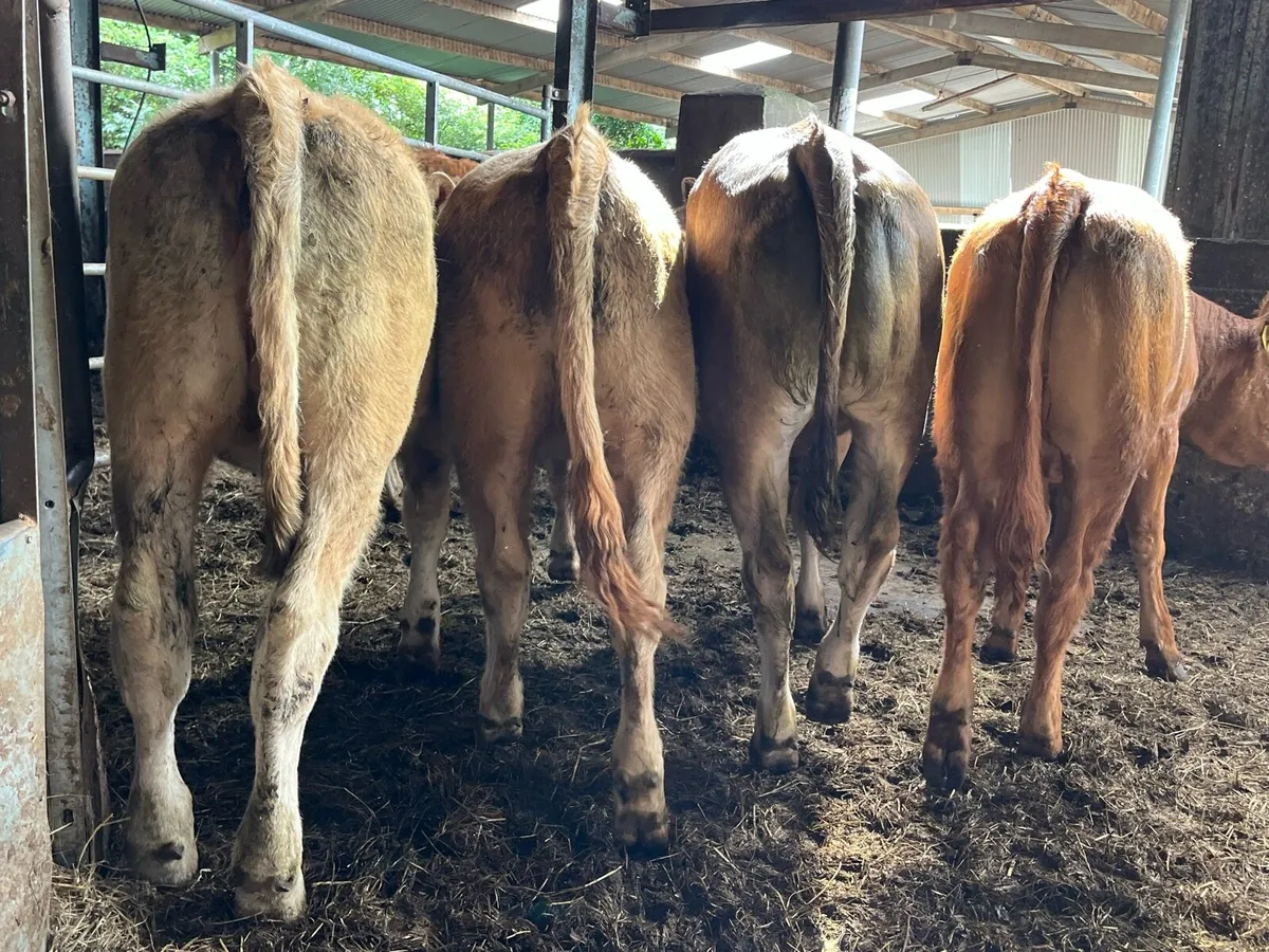 Seven Heifers - Image 1