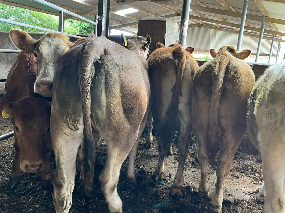 Seven Heifers - Image 2