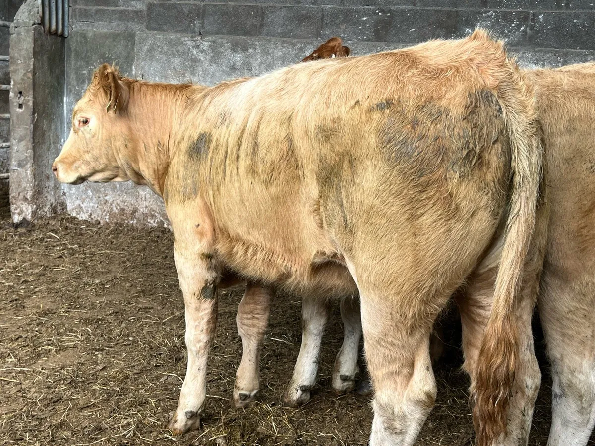 Seven Heifers - Image 3