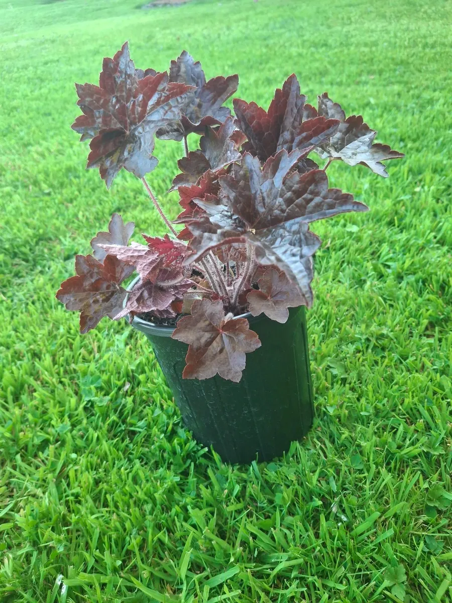 Garden plants - Image 2
